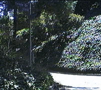 Oriole Drive at Thrasher (intersection)